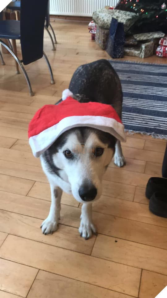 Cô gái đi du lịch về thấy chó cưng đã chết, thậm chí còn bị nhân viên chăm sóc quấn băng dính chặt cứng một cục - Ảnh 1.