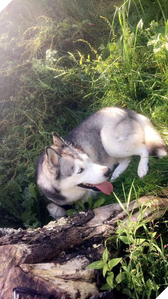 Cô gái đi du lịch về thấy chó cưng đã chết, thậm chí còn bị nhân viên chăm sóc quấn băng dính chặt cứng một cục - Ảnh 4.