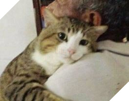 Bận quá nên nhờ ông ngoại chăm sóc hộ mèo cưng, đến ngày đón về thì hối hận vô cùng 4