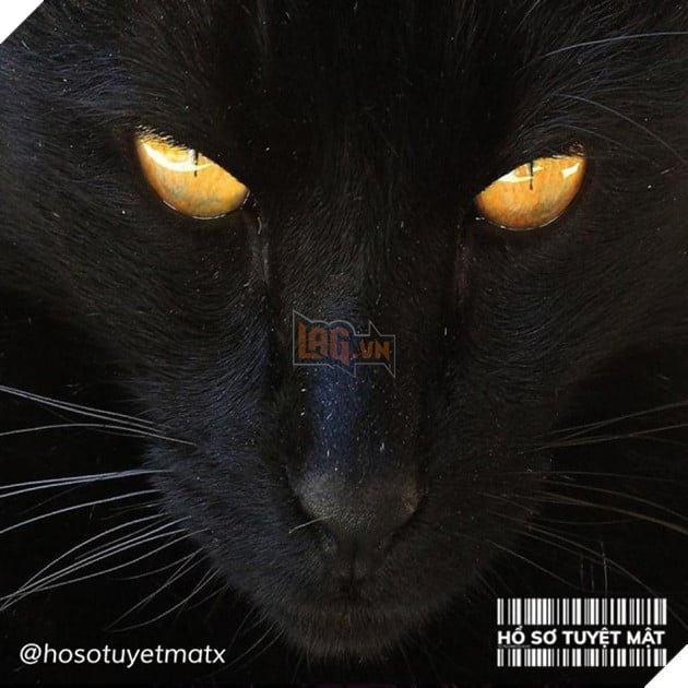 Linh mIêu là gì ? Và những truyền thuyết đáng sợ về quỷ nhập tràng 2