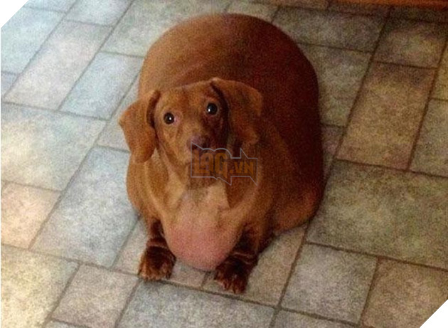 chÃº chÃ³ láº¡p xÆ°á»ng bÃ©o Ãº