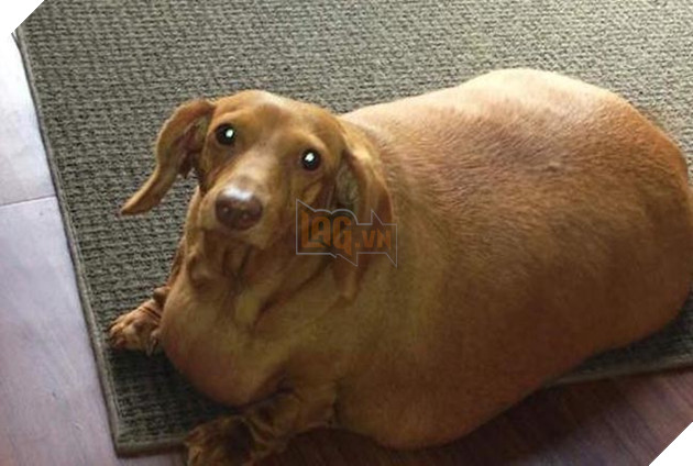 chÃº chÃ³ láº¡p xÆ°á»ng bÃ©o Ãº