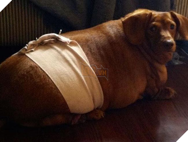 chÃº chÃ³ láº¡p xÆ°á»ng bÃ©o Ãº