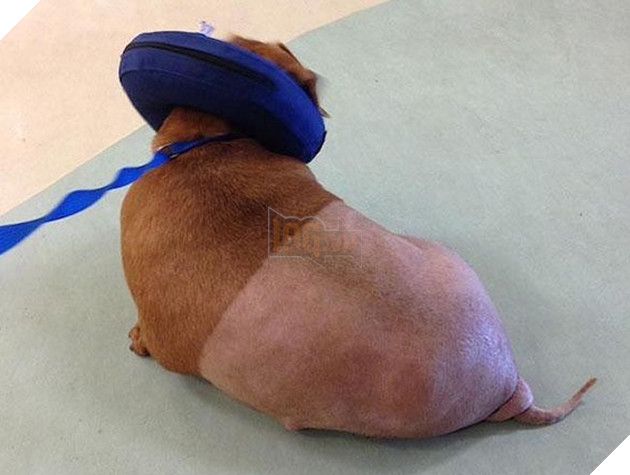 chÃº chÃ³ láº¡p xÆ°á»ng bÃ©o Ãº