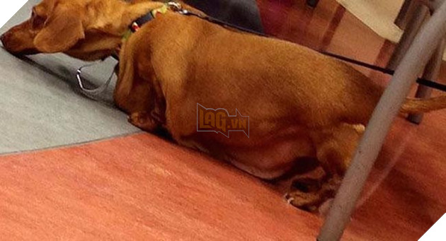 chÃº chÃ³ láº¡p xÆ°á»ng bÃ©o Ãº