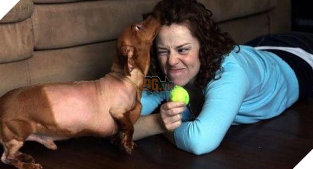 chÃº chÃ³ láº¡p xÆ°á»ng bÃ©o Ãº