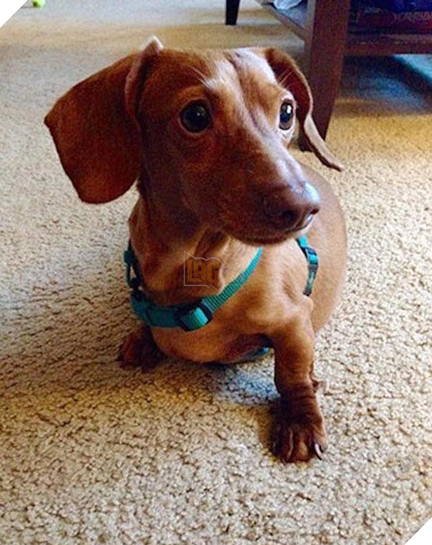 chÃº chÃ³ láº¡p xÆ°á»ng bÃ©o Ãº