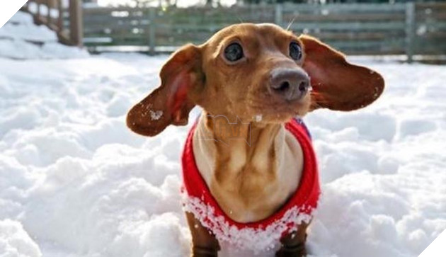 chÃº chÃ³ láº¡p xÆ°á»ng bÃ©o Ãº