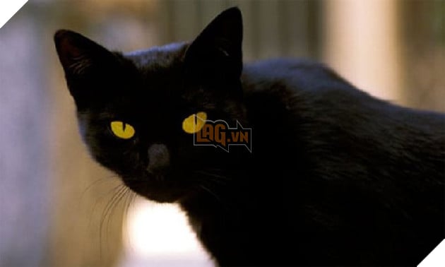 Image result for linh miÃªu