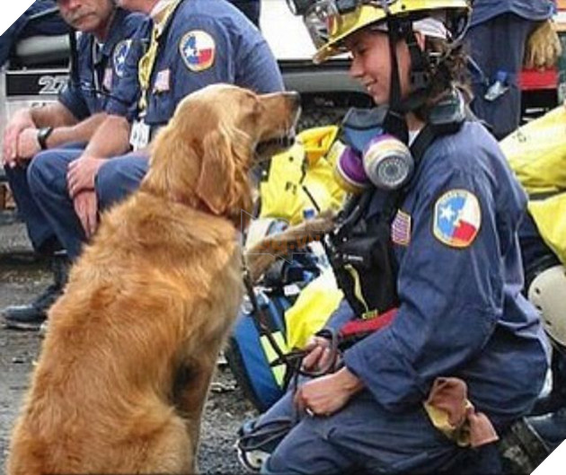 Bretagne là nguồn an ủi, động viên của những người lính cứu hỏa và nhân viên cứu hộ (Ảnh: RT)