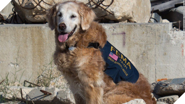 
Bretagne là con chó cuối cùng còn sống sót trong đội cảnh khuyển cứu hộ vụ khủng bố 11/9 tại Mỹ (Ảnh: TEEX)
