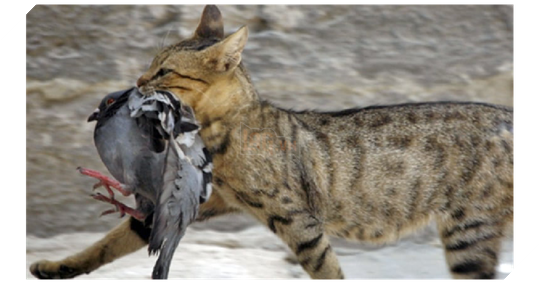 Úc lên kế hoạch giết 2 triệu con mèo hoang - Ảnh 1.