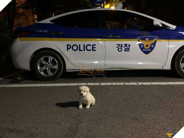 Sở cảnh sát cưu mang bé cún bị thương, không ngờ sau 1 năm em ấy biến thành ‘gã khổng lồ’