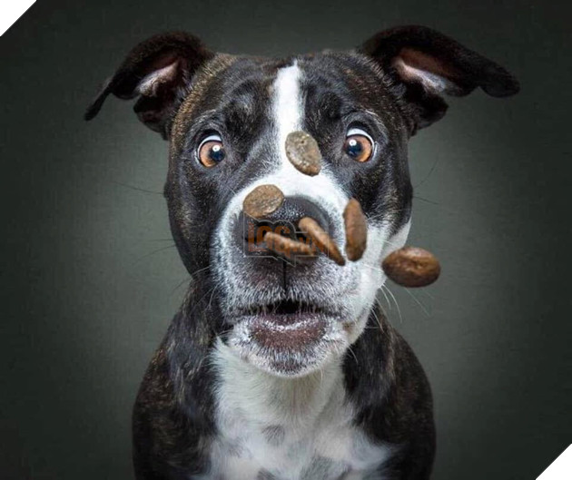  
Ôi, nhiều thế sao mà đớp được