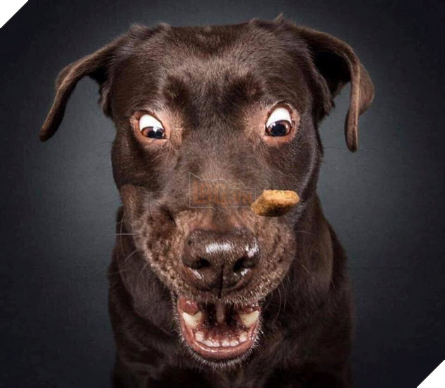  
Thôi tiêu, sắp rớt mất rồi