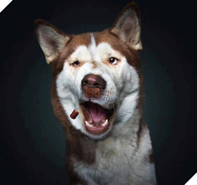  
Để đớp cho mà xem nhé. Dăm ba cái miếng kẹo thì sao làm khó anh được