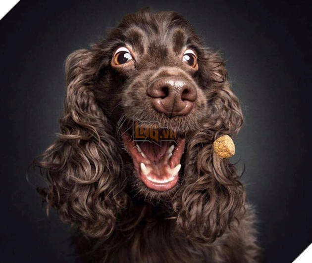  
Qua mới bắt đi hớt tóc để ăn lễ vậy mà nay lại cho thử thách bắt đồ ăn