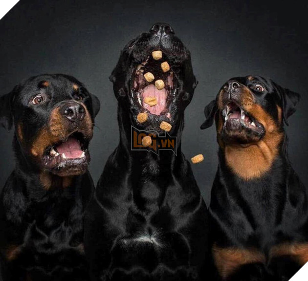  
Các anh em tránh ra cho tao thể hiện nhé!