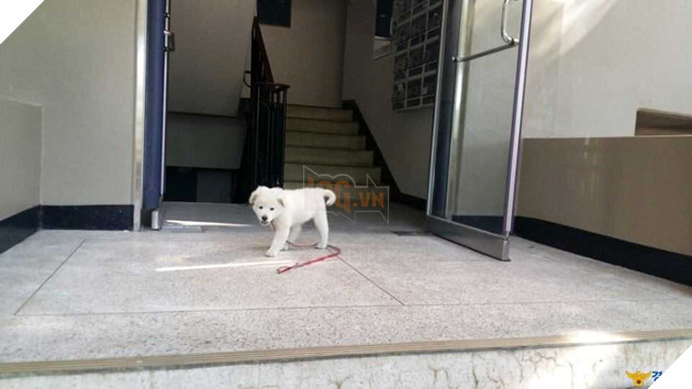 Sở cảnh sát cưu mang bé cún bị thương, không ngờ sau 1 năm em ấy biến thành ‘gã khổng lồ’ 2