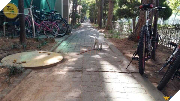 Sở cảnh sát cưu mang bé cún bị thương, không ngờ sau 1 năm em ấy biến thành ‘gã khổng lồ’ 3