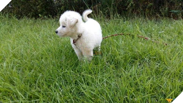 Sở cảnh sát cưu mang bé cún bị thương, không ngờ sau 1 năm em ấy biến thành ‘gã khổng lồ’ 4