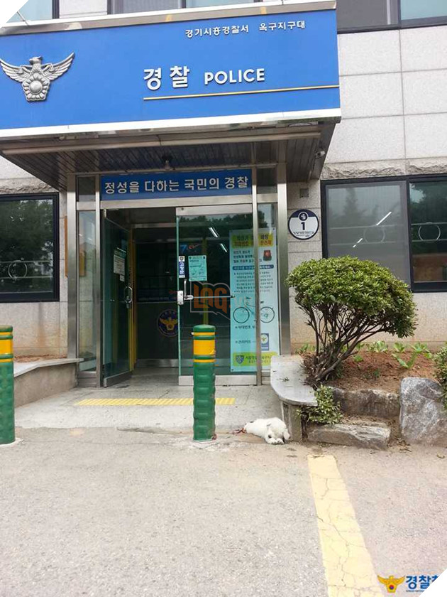 Sở cảnh sát cưu mang bé cún bị thương, không ngờ sau 1 năm em ấy biến thành ‘gã khổng lồ’ 5