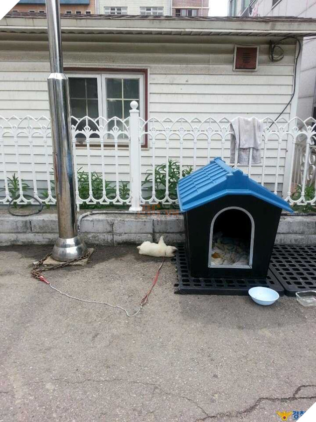 Sở cảnh sát cưu mang bé cún bị thương, không ngờ sau 1 năm em ấy biến thành ‘gã khổng lồ’ 6