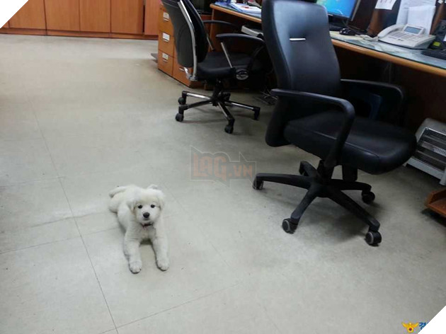 Sở cảnh sát cưu mang bé cún bị thương, không ngờ sau 1 năm em ấy biến thành ‘gã khổng lồ’ 7