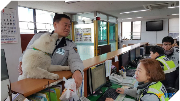 Sở cảnh sát cưu mang bé cún bị thương, không ngờ sau 1 năm em ấy biến thành ‘gã khổng lồ’ 9