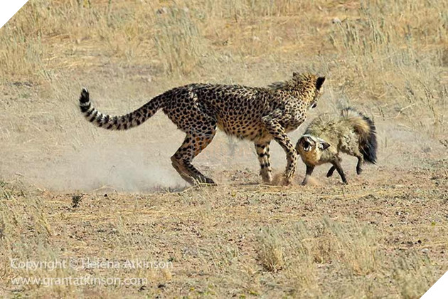 Cáo tai dơi - Loài cáo đáng yêu nhưng đủ sức cân cả báo săn tại châu Phi 5