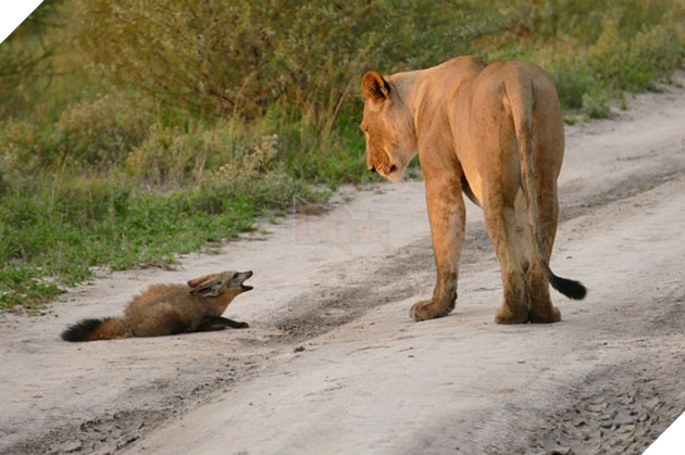Cáo tai dơi - Loài cáo đáng yêu nhưng đủ sức cân cả báo săn tại châu Phi 4