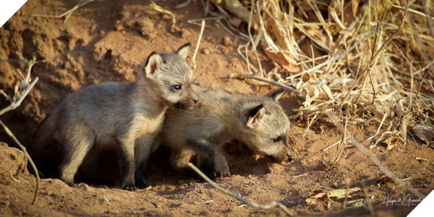 Cáo tai dơi - Loài cáo đáng yêu nhưng đủ sức cân cả báo săn tại châu Phi 3
