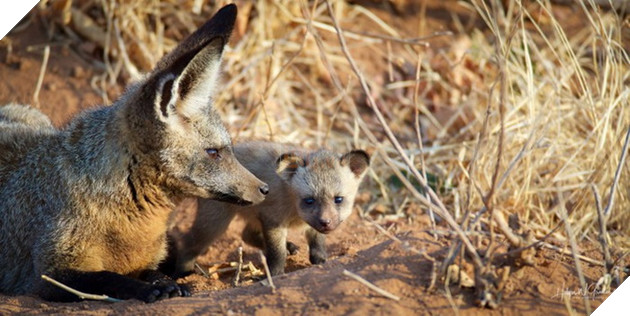 Cáo tai dơi - Loài cáo đáng yêu nhưng đủ sức cân cả báo săn tại châu Phi 2