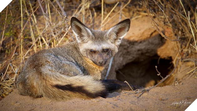 Cáo tai dơi - Loài cáo đáng yêu nhưng đủ sức cân cả báo săn tại châu Phi