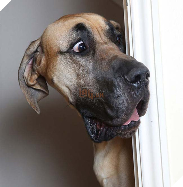 chÃº chÃ³ Great Dane khá»ng lá» nhÃºt nhÃ¡t