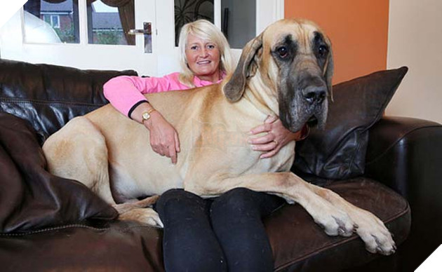 chÃº chÃ³ Great Dane khá»ng lá» nhÃºt nhÃ¡t