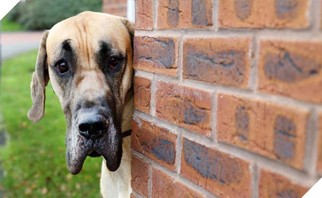 chÃº chÃ³ Great Dane khá»ng lá» nhÃºt nhÃ¡t