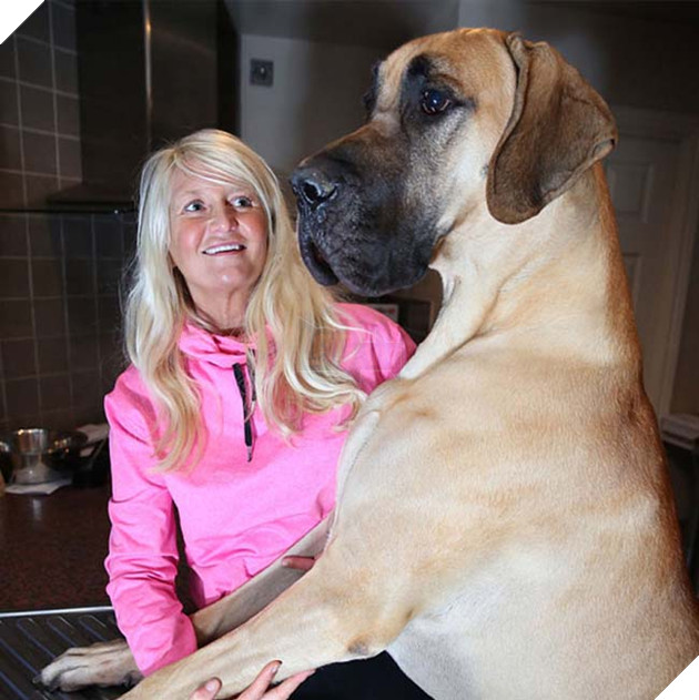 chÃº chÃ³ Great Dane khá»ng lá» nhÃºt nhÃ¡t