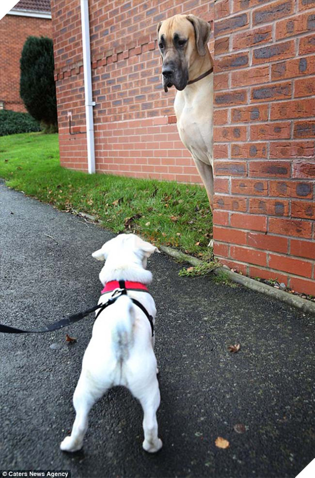 chÃº chÃ³ Great Dane khá»ng lá» nhÃºt nhÃ¡t