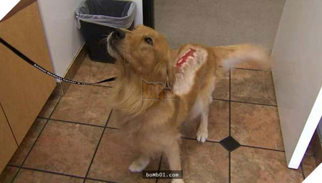 chÃº chÃ³ golden bá» ngÆ°á»£c ÄÃ£i