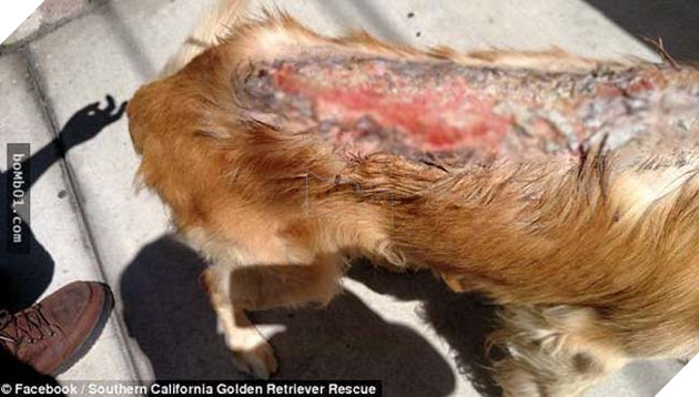 chÃº chÃ³ golden bá» ngÆ°á»£c ÄÃ£i