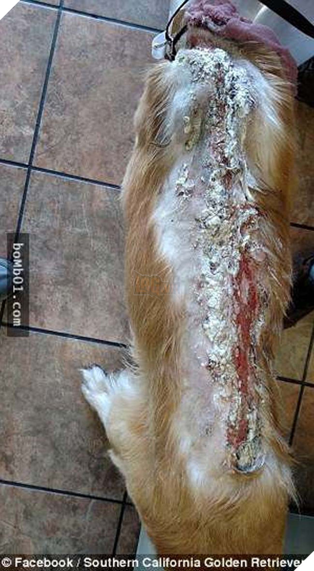 chÃº chÃ³ golden bá» ngÆ°á»£c ÄÃ£i