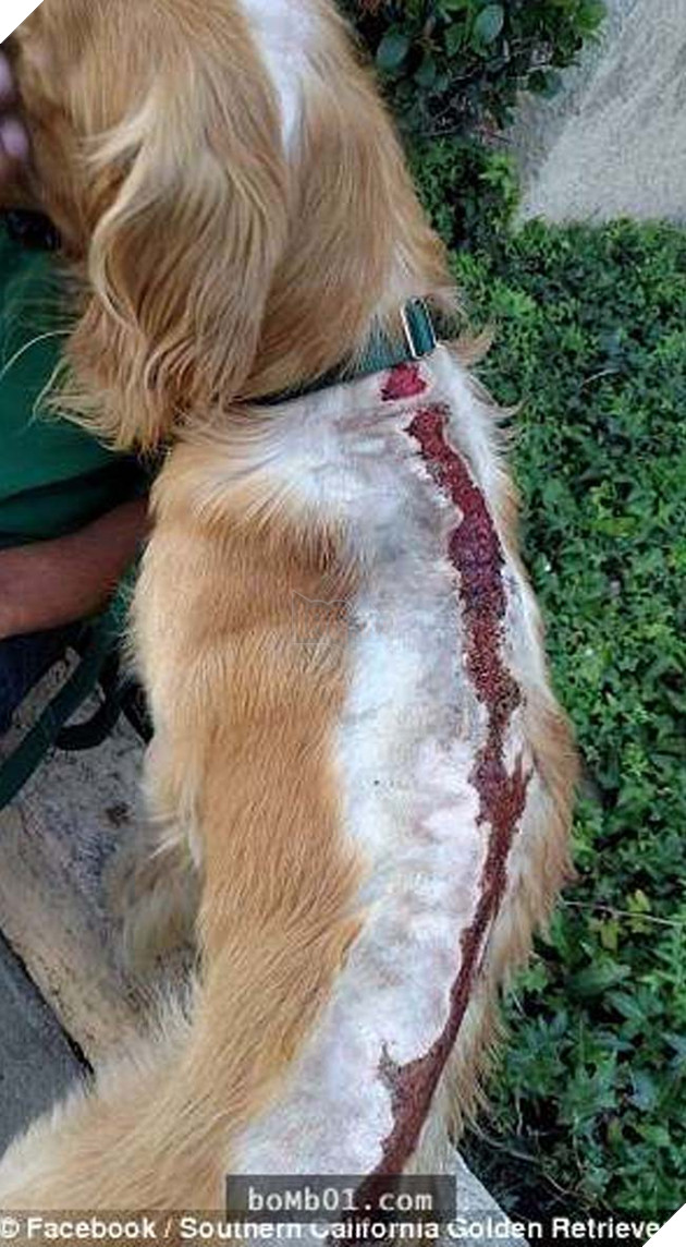 chÃº chÃ³ golden bá» ngÆ°á»£c ÄÃ£i