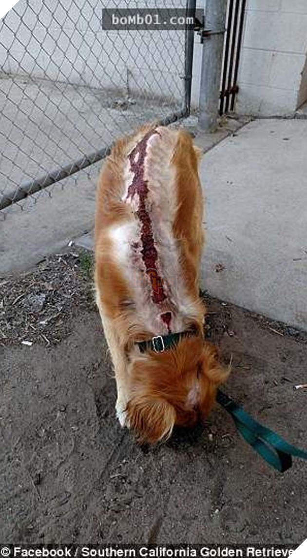 chÃº chÃ³ golden bá» ngÆ°á»£c ÄÃ£i