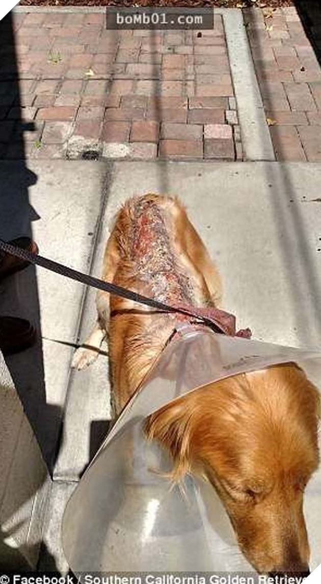 chÃº chÃ³ golden bá» ngÆ°á»£c ÄÃ£i