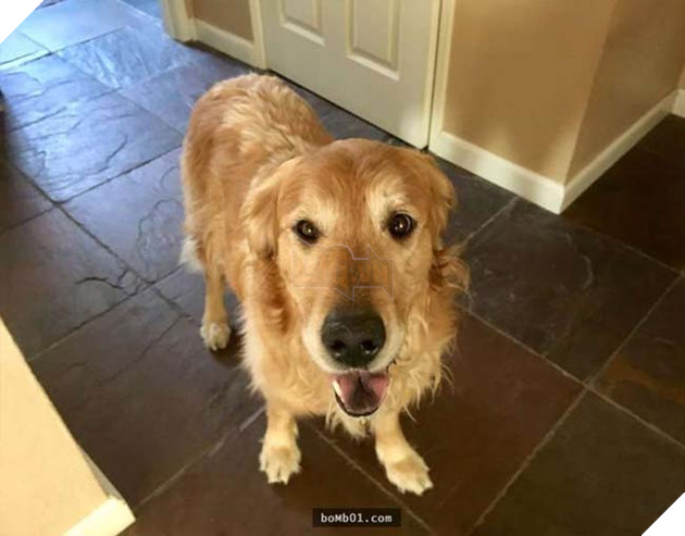 chÃº chÃ³ golden bá» ngÆ°á»£c ÄÃ£i