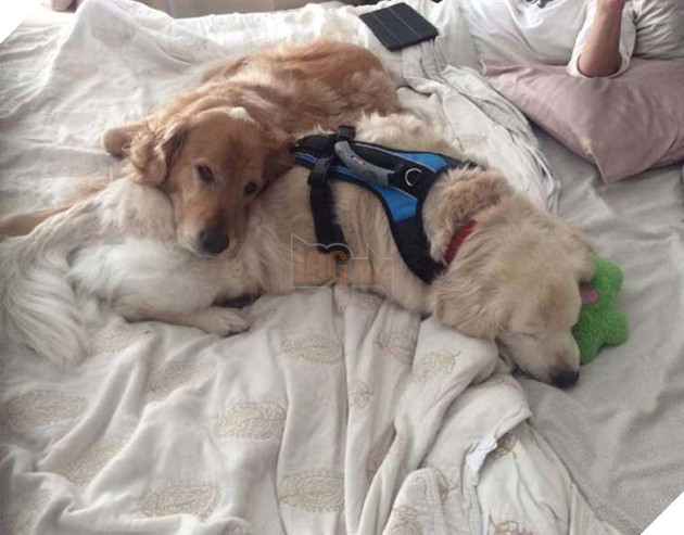 chÃº chÃ³ golden bá» ngÆ°á»£c ÄÃ£i