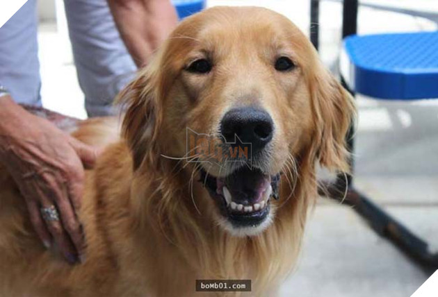 chÃº chÃ³ golden bá» ngÆ°á»£c ÄÃ£i