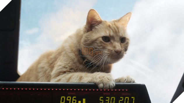 Biệt đội thú cưng tấn công màn ảnh thế giới năm 2019 P1 