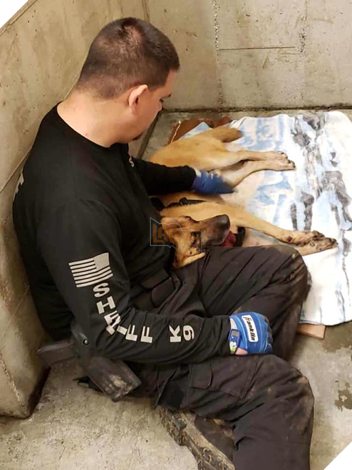 Chó nghiệp vụ nhập viện khẩn cấp vì bị nhím cắm hơn 200 gai lên mặt 3